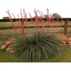 red yucca mature
