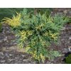 Juniperus pfi.BLUE AND GOLD