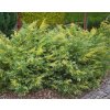 Juniperus pfi.BLUE AND GOLD