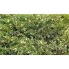 juniperus pf white splash