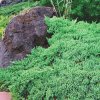 Dwarf Garden Juniper 1 copy