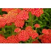Achillea mill Safran web