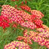 Achillea millefolium Paprika scaled