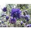 aquilegia vulgaris blue barlow 10045