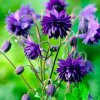 Aquilegia vulgaris Blue Barlow