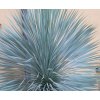 Yucca Rostrata1