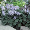 blue mouse ears hosta1 800x