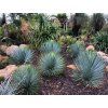 Yucca Rostrata   AKCIA