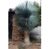 Blue Beaked Yucca