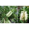 Callistemon  White Anzac-tyčinkovec austrálsky BIELY