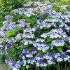 hydrangea serrata bluebird 1