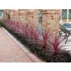 cordyline red star2