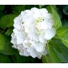 blushing bride bigleaf hydrangea 170389cc 07d14aa28f8345edbc2cd142ad386a1d