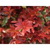 photinia fraseri camilvy 5