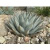 Agave Noeomexicana