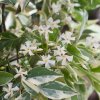 trachelospermum+jasminoides+variegata