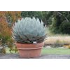 Agave parryi2