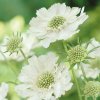 white scabious2