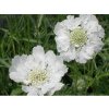 scabiosa caucasica perfecta alba schurftkruid duifkruid