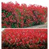 photinia carre rouge