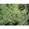 Ligustrum sinense Va Cxi0gNlk89V1