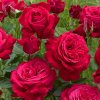 Ruža Dame De Coeur