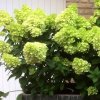 hortensja bukietowa mojito hydrangea paniculata
