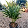 Trachycarpus fortunei 2