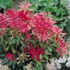 Pieris Mountain Fire