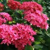 8053c hortensia macrophylla you me princess diana boos t1000