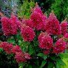 Hortenzia metlinatá - Hydrangea panicula Wims red -AKCIA