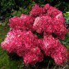 Hydrangea panicula Wims red -AKCIA