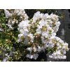 lagerstroemia indica pixie white crape myrtle
