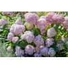 hydrangea a candybelle bubblegum hortenzia3