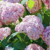hydrangea a candybelle bubblegum hortenzia1