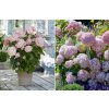 hydrangea a candybelle bubblegum hortenzia2