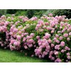 hydrangea a candybelle bubblegum hortenzia4
