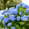 hydrangea macrophylla endless summer blau
