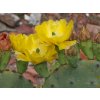 Opuntia arizonica7