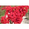 2773 Crape Myrtle Red Rocket