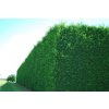 Cupressus Leightons Green hedge