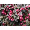 spilled wine weigela weigela shrub proven winners 16437