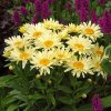 leucanthemum bananacream
