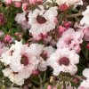 leptospermum scoparium apple blossom new zealand tea tree d38