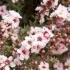 Leptospermum scoparium Appleblossom 01