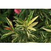 Nerium oleander Variegata 1