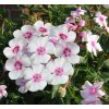 phlox paniculata europa