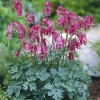 Dicentra formosa Luxuriant