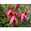 fuchsia mrs popple resized