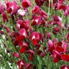 Cytisus Windlesham Ruby - kmienok 60cm